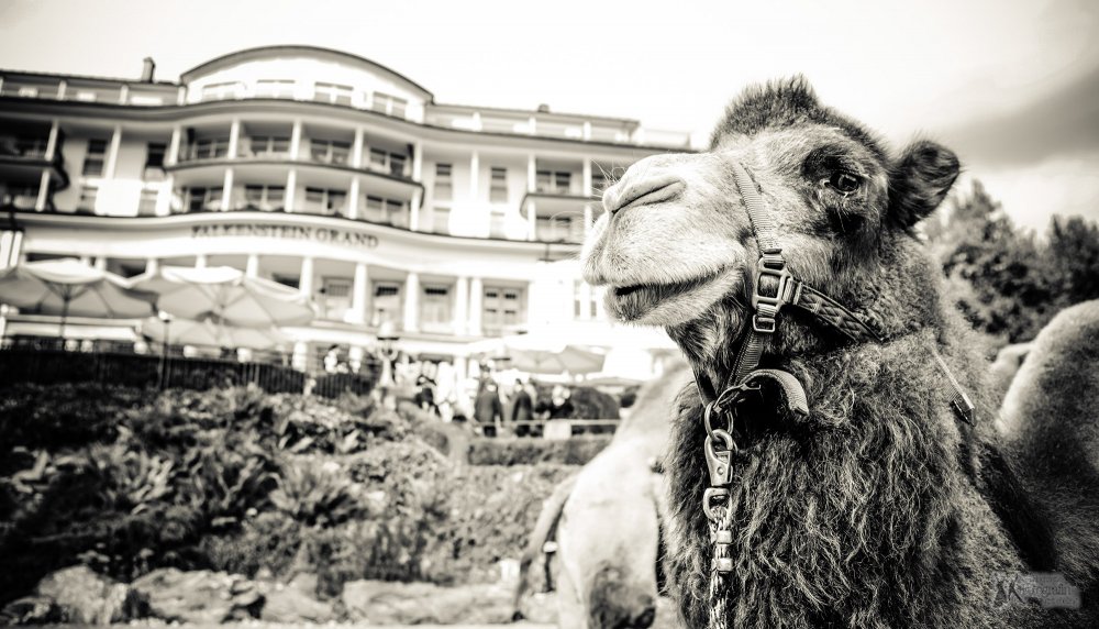 Falkenstein Grand Kempinski Königstein Julia & Kai
